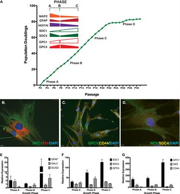 Heparan Sulfate Proteoglycans as Drivers of Neural Progenitors Derived From Human Mesenchymal Stem Cells